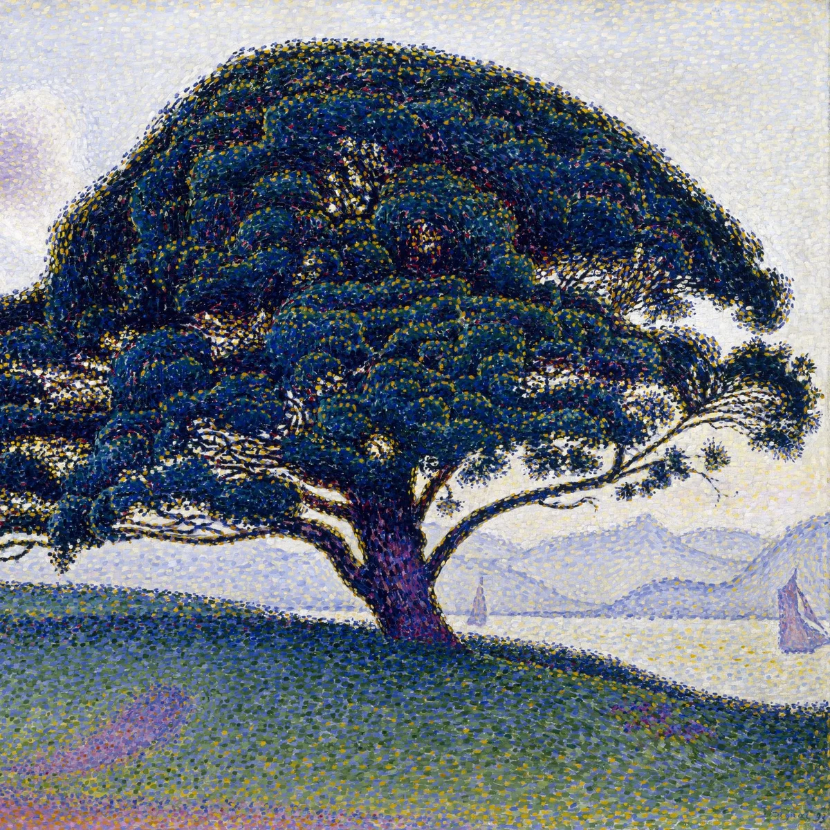The Bonaventure Pine